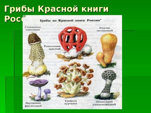 Грибы Красной книги России 