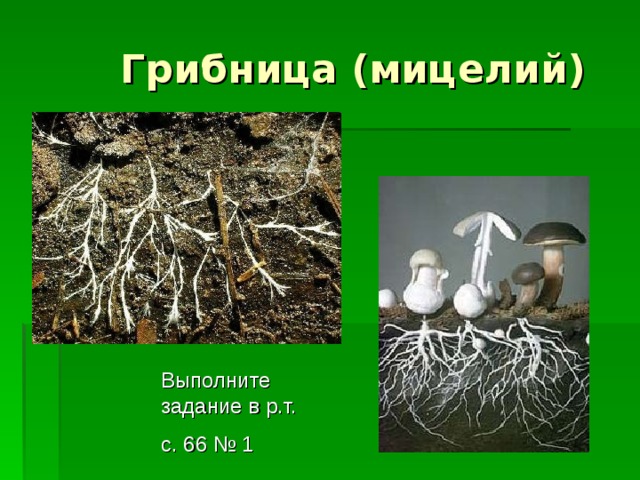  Грибница (мицелий) Выполните задание в р.т. с. 66 № 1 Выполните задание в р.т. с. 66 № 1 Выполните задание в р.т. с. 66 № 1 Выполните задание в р.т. с. 66 № 1 Выполните задание в р.т. с. 66 № 1 