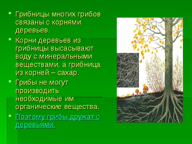 Грибницы многих грибов связаны с корнями деревьев. Корни деревьев из грибницы высасывают воду с минеральными веществами, а грибница из корней – сахар. Грибы не могут производить необходимые им органические вещества. Поэтому грибы дружат с деревьями. 