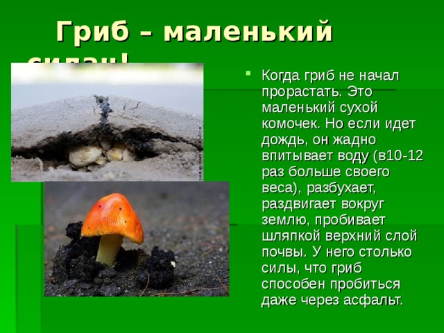  Гриб – маленький силач! Когда гриб не начал прорастать. Это маленький сухой комочек. Но если идет дождь, он жадно впитывает воду (в10-12 раз больше своего веса), разбухает, раздвигает вокруг землю, пробивает шляпкой верхний слой почвы. У него столько силы, что гриб способен пробиться даже через асфальт. 