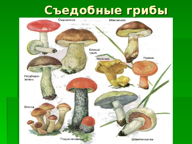  Съедобные грибы 