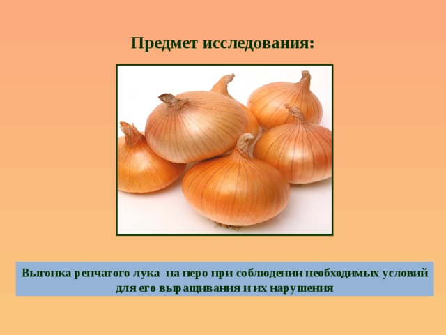 Предмет исследования: Выгонка репчатого лука на перо при соблюдении необходимых условий для его выращивания и их нарушения 