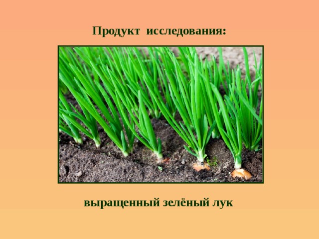 Продукт исследования: выращенный зелёный лук 