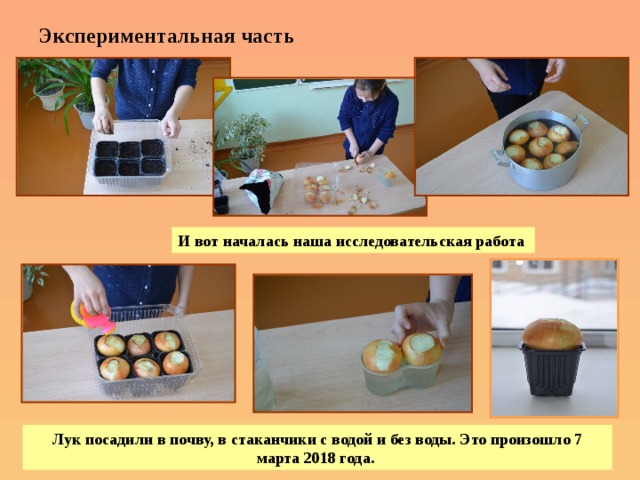Экспериментальная часть И вот началась наша исследовательская работа  Лук посадили в почву, в стаканчики с водой и без воды. Это произошло 7 марта 2018 года. 