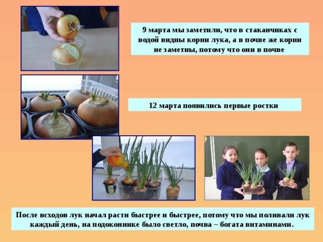 9 марта мы заметили, что в стаканчиках с водой видны корни лука, а в почве же корни не заметны, потому что они в почве 12 марта появились первые ростки  После всходов лук начал расти быстрее и быстрее, потому что мы поливали лук каждый день, на подоконнике было светло, почва – богата витаминами. 