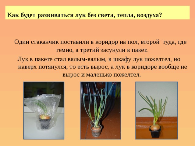 Как будет развиваться лук без света, тепла, воздуха?   Один стаканчик поставили в коридор на пол, второй туда, где темно, а третий засунули в пакет. Лук в пакете стал вялым-вялым, в шкафу лук пожелтел, но наверх потянулся, то есть вырос, а лук в коридоре вообще не вырос и маленько пожелтел. 