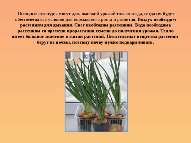  Овощные культуры могут дать высокий урожай только тогда, когда им будут обеспечены все условия для нормального роста и развития. Воздух необходим растениям для дыхания.  Свет необходим растениям.  Вода необходима растениям со времени прорастания семени до получения урожая.  Тепло имеет большое значение в жизни растений.  Питательные вещества растения берут из почвы, поэтому почву нужно подкармливать.   