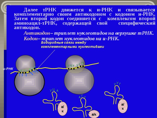 У Г   Далее тРНК движется к и-РНК и связывается комплементарно своим антикодоном с кодоном и-РНК. Затем второй кодон соединяется с комплексом второй аминоацил-тРНК, содержащей свой специфический антикодон.    Антикодон – триплет нуклеотидов на верхушке тРНК.   Кодон – триплет нуклеотидов на и-РНК.  Водородные связи между комплементарными нуклеотидами Ц Г У Ц А У А и-РНК Ц У А Г У У Г У Ц А У А а/к а/к а/к 