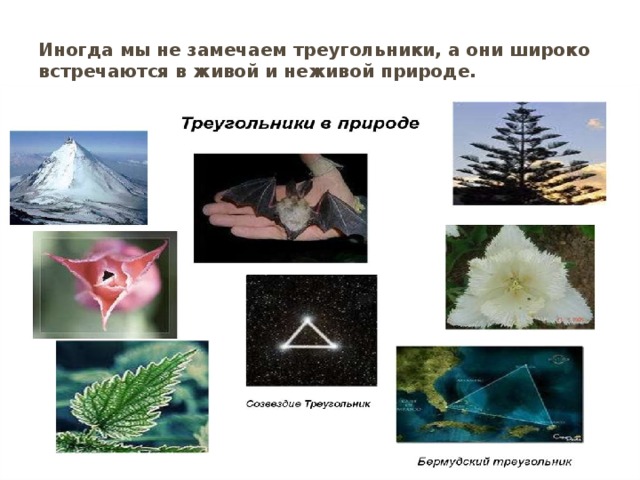 Иногда мы не замечаем треугольники, а они широко встречаются в живой и неживой природе. 