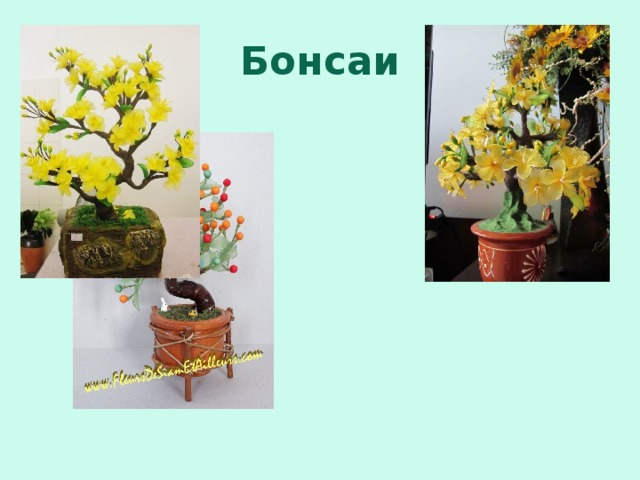 Бонсаи 