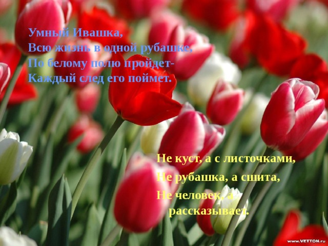Умный Ивашка,  Всю жизнь в одной рубашке,  По белому полю пройдет-  Каждый след его поймет.   Не куст, а с листочками, Не рубашка, а сшита, Не человек, а рассказывает. 