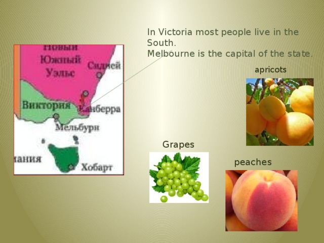In Victoria most people live in the South. Melbourne is the capital of the state. apricots Grapes peaches 