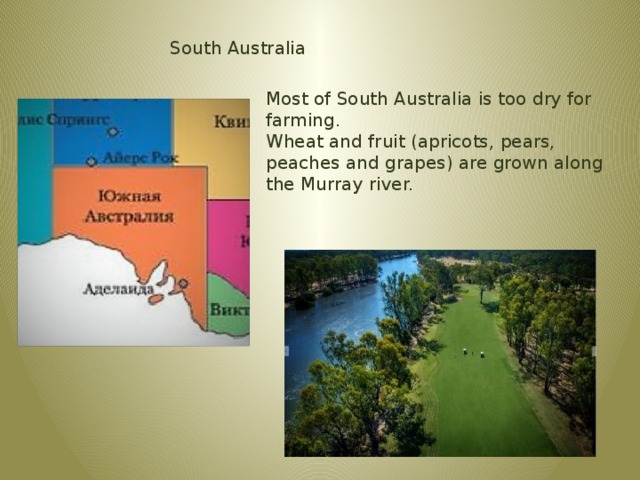 South Australia Most of South Australia is too dry for farming. Wheat and fruit (apricots, pears, peaches and grapes) are grown along the Murray river.  
