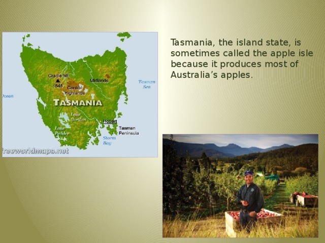 Tasmania, the island state, is sometimes called the apple isle because it produces most of Australia’s apples. 