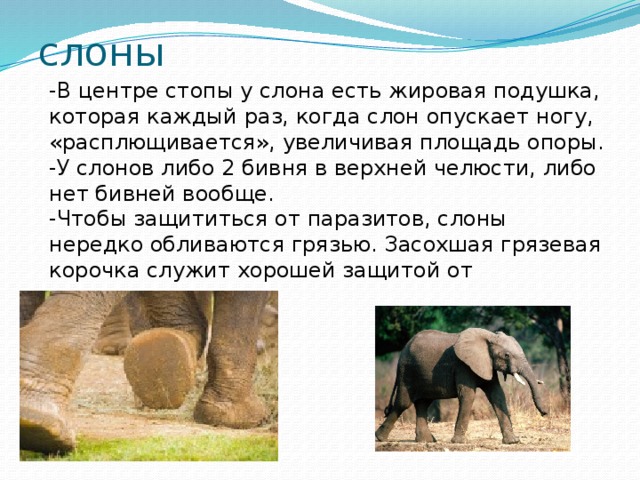 слоны -В центре стопы у слона есть жировая подушка, которая каждый раз, когда слон опускает ногу, «расплющивается», увеличивая площадь опоры. -У слонов либо 2 бивня в верхней челюсти, либо нет бивней вообще. -Чтобы защититься от паразитов, слоны нередко обливаются грязью. Засохшая грязевая корочка служит хорошей защитой от насекомых . 