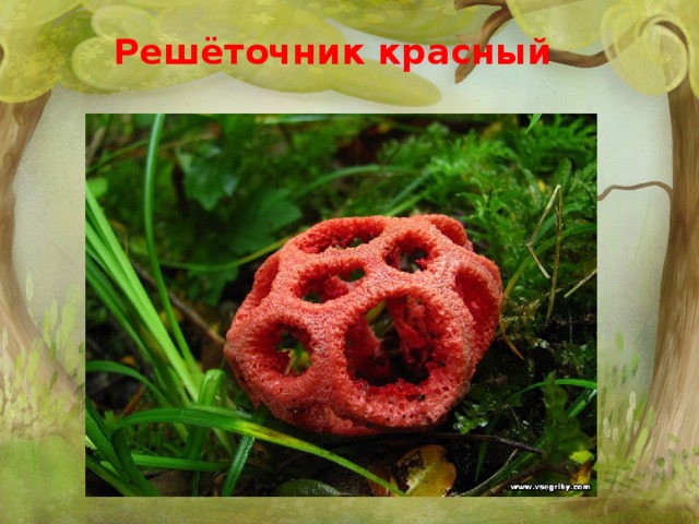 Решёточник красный 