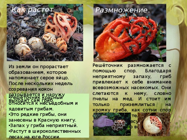 Как растет Размножение . Решёточник размножается с помощью спор. Благодаря неприятному запаху, гриб привлекает к себе внимание всевозможных насекомых. Они слетаются к нему, словно пчелы на мед. И стоит им только приземлиться на кромку гриба, как сотни спор осядут на их теле, вместе с собою они унесут и семена, развеивая их по всей округе. Из земли он прорастает образованием, которое напоминает серое яйцо. После нескольких недель созревания кокон разрывается и наружу выходит сам гриб. Решёточник красный относится к несъедобным и ядовитым грибам. Это редкие грибы, они занесены в Красную книгу. Запах у гриба неприятный. Растут в широколиственных лесах на юге России. 