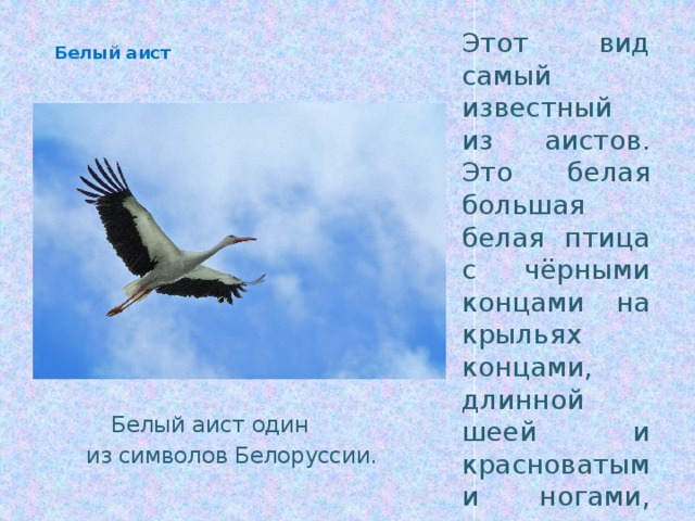  Этот вид самый известный из аистов. Это белая большая белая птица с чёрными концами на крыльях концами, длинной шеей и красноватыми ногами, тонким, красным клювом . Белый аист  Белый аист один из символов Белоруссии. 