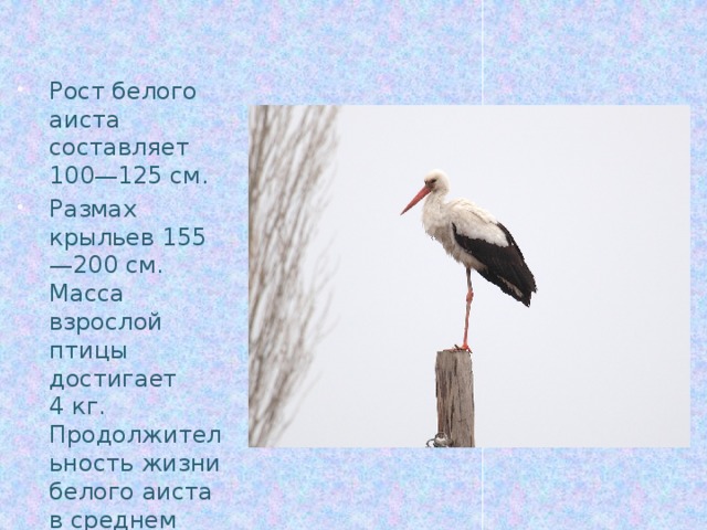 Рост белого аиста составляет 100—125 см. Размах крыльев 155—200 см. Масса взрослой птицы достигает 4 кг. Продолжительность жизни белого аиста в среднем составляет 20 лет. . 