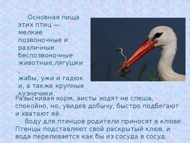  Основная пища этих птиц — мелкие позвоночные и различные беспозвоночные животные,лягушки, жабы, ужи и гадюки, а также крупные кузнечики. Разыскивая корм, аисты ходят не спеша, спокойно, но, увидев добычу, быстро подбегают и хватают её.  Воду для птенцов родители приносят в клюве. Птенцы подставляют свой раскрытый клюв, и вода переливается как бы из сосуда в сосуд. 