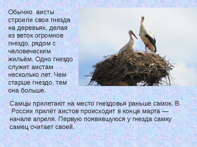 Обычно аисты строили свои гнезда на деревьях, делая из веток огромное гнездо, рядом с человеческим жильём. Одно гнездо служит аистам несколько лет. Чем старше гнездо, тем она больше. Самцы прилетают на место гнездовья раньше самок. В  России прилёт аистов происходит в конце марта — начале апреля. Первую появившуюся у гнезда самку самец считает своей. 