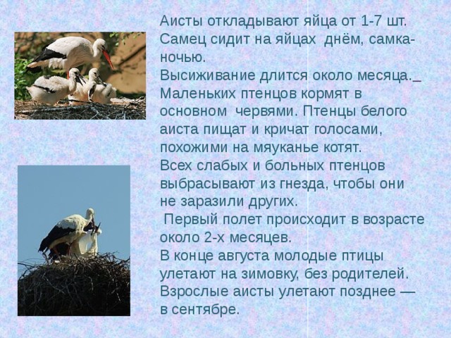 Аисты откладывают яйца от 1-7 шт. Самец сидит на яйцах днём, самка- ночью. Высиживание длится около месяца.  Маленьких птенцов кормят в основном  червями. Птенцы белого аиста пищат и кричат голосами, похожими на мяуканье котят. Всех слабых и больных птенцов выбрасывают из гнезда, чтобы они не заразили других.  Первый полет происходит в возрасте около 2-х месяцев. В конце августа молодые птицы улетают на зимовку, без родителей. Взрослые аисты улетают позднее — в сентябре. 