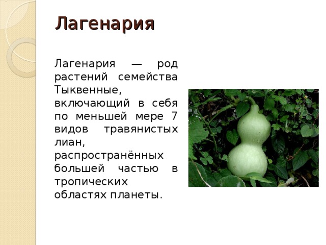 Лагенария   Лагенария — род растений семейства Тыквенные, включающий в себя по меньшей мере 7 видов травянистых лиан, распространённых большей частью в тропических областях планеты. 