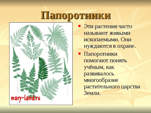 Папоротники Эти растения часто называют живыми ископаемыми. Они нуждаются в охране. Папоротники помогают понять учёным, как развивалось многообразие растительного царства Земли. 