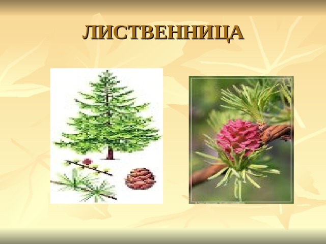 ЛИСТВЕННИЦА 