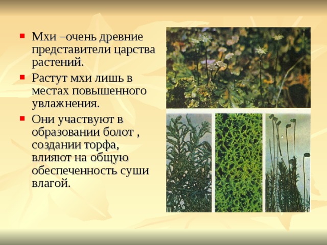 Мхи –очень древние представители царства растений. Растут мхи лишь в местах повышенного увлажнения. Они участвуют в образовании болот , создании торфа, влияют на общую обеспеченность суши влагой. 