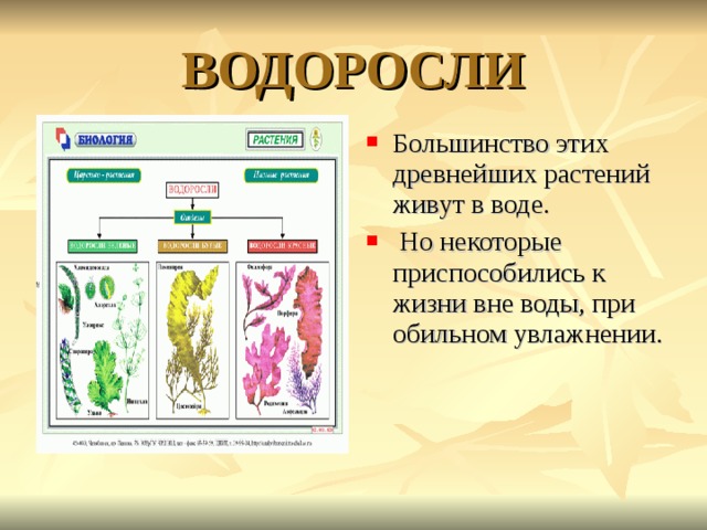 ВОДОРОСЛИ Большинство этих древнейших растений живут в воде.  Но некоторые приспособились к жизни вне воды, при обильном увлажнении. 