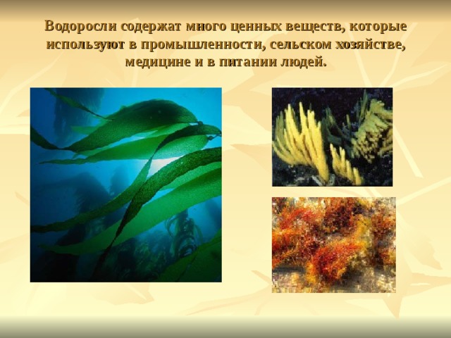 Водоросли содержат много ценных веществ, которые используют в промышленности, сельском хозяйстве, медицине и в питании людей. 