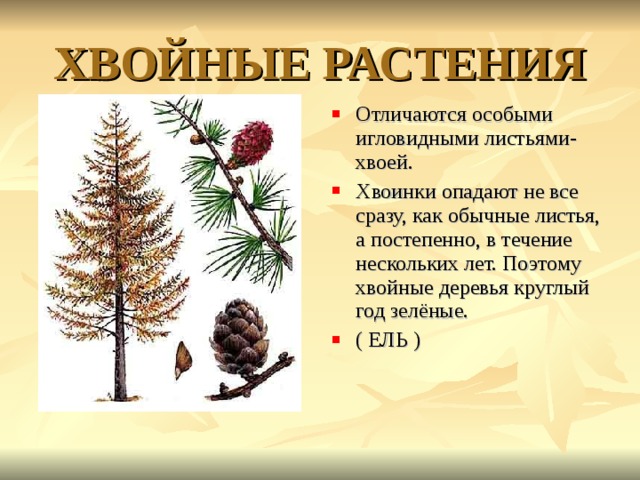 ХВОЙНЫЕ РАСТЕНИЯ Отличаются особыми игловидными листьями- хвоей. Хвоинки опадают не все сразу, как обычные листья, а постепенно, в течение нескольких лет. Поэтому хвойные деревья круглый год зелёные. ( ЕЛЬ ) 