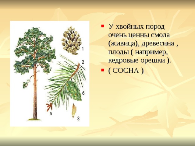 У хвойных пород очень ценны смола (живица), древесина , плоды ( например, кедровые орешки ). ( СОСНА ) 