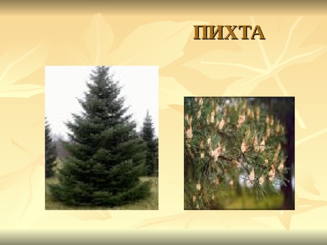  ПИХТА 