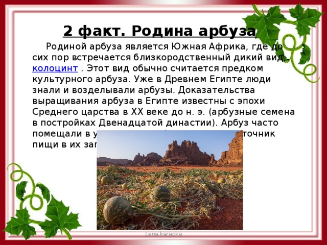 2 факт. Родина арбуза  Родиной арбуза является Южная Африка, где до сих пор встречается близкородственный дикий вид,  колоцинт  . Этот вид обычно считается предком культурного арбуза. Уже в Древнем Египте люди знали и возделывали арбузы. Доказательства выращивания арбуза в Египте известны с эпохи Среднего царства в XX веке до н. э. (арбузные семена в постройках Двенадцатой династии). Арбуз часто помещали в усыпальницы фараонов как источник пищи в их загробном существовании. Lena.karapka 