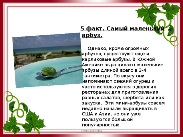  5 факт. Самый маленький арбуз.  Однако, кроме огромных арбузов, существуют еще и карликовые арбузы. В Южной Америке выращивают маленькие арбузы длиной всего в 3-4 сантиметра. По вкусу они напоминают свежий огурец и часто используются в дорогих ресторанах для приготовления разных салатов, шербета или как закуска.. Эти мини-арбузы совсем недавно начали выращивать в США и Азии, но они уже пользуются большой популярностью. Lena.karapka 