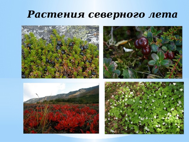 Растения северного лета 