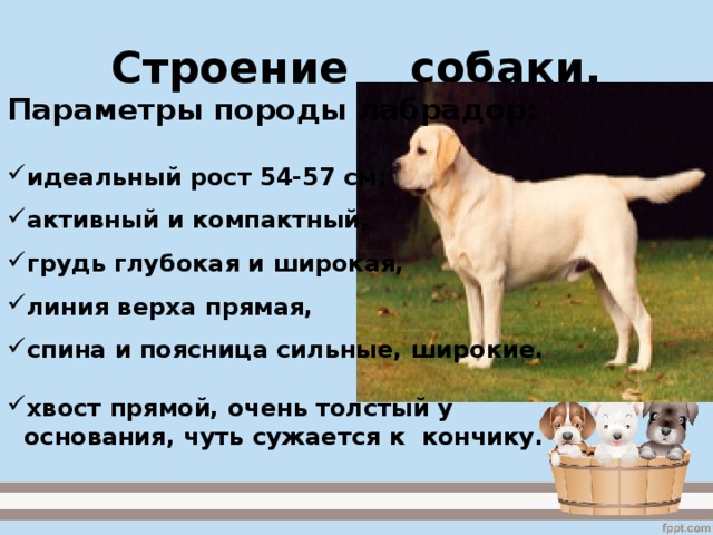 Строение собаки. Параметры породы лабрадор:  идеальный рост 54-57 см;  активный и компактный,  грудь глубокая и широкая,  линия верха прямая,  спина и поясница сильные, широкие.   хвост прямой, очень толстый у  основания, чуть сужается к кончику.   