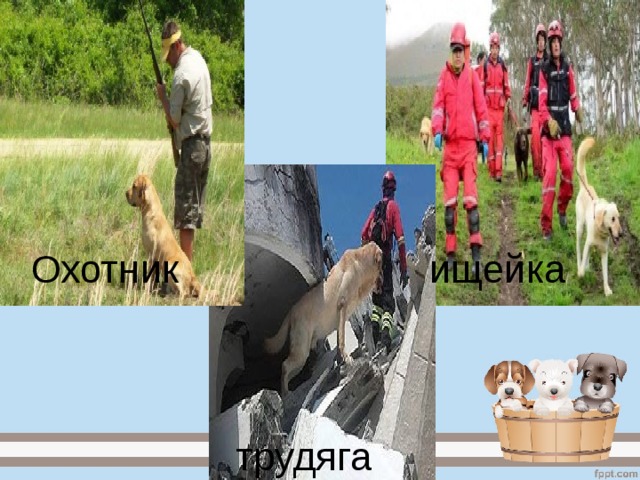 Охотник ищейка     трудяга 