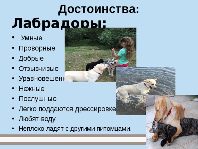 Достоинства: Лабрадоры:  Умные Проворные Добрые Отзывчивые Уравновешенные Нежные Послушные Легко поддаются дрессировке Любят воду Неплохо ладят с другими питомцами.  