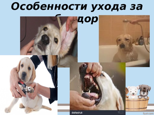 Особенности ухода за лабрадором 