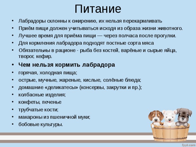 Питание Лабрадоры склонны к ожирению, их нельзя перекармливать Приём пищи должен учитываться исходя из образа жизни животного. Лучшее время для приёма пищи — через полчаса после прогулки. Для кормления лабрадора подходят постные сорта мяса Обязательны в рационе - рыба без костей, варёные и сырые яйца, творог, кефир. Чем нельзя кормить лабрадора горячая, холодная пища; острые, мучные, жареные, кислые, солёные блюда; домашние «деликатесы» (консервы, закрутки и пр.); колбасные изделия; конфеты, печенье трубчатые кости; макароны из пшеничной муки; бобовые культуры.  