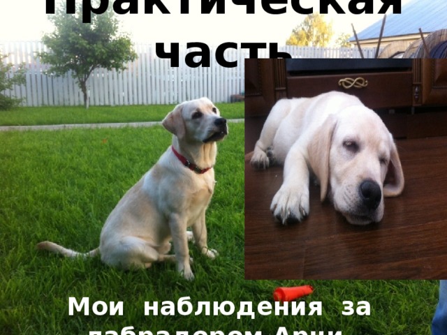 Практическая часть       Мои наблюдения за лабрадором Арчи.   