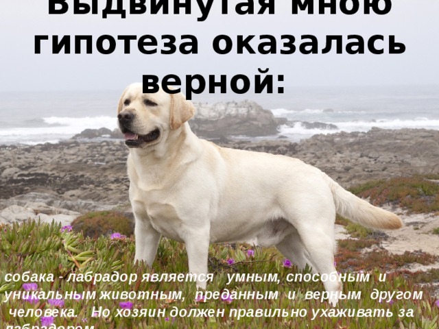 Выдвинутая мною гипотеза оказалась верной: собака - лабрадор является умным, способным и уникальным животным, преданным и верным другом человека. Но хозяин должен правильно ухаживать за лабрадором. 