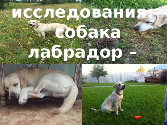   Объект исследования:  собака  лабрадор – ретривер 