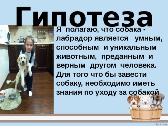 Гипотеза  Я полагаю, что собака - лабрадор является умным, способным и уникальным животным, преданным и верным другом человека. Для того что бы завести собаку, необходимо иметь знания по уходу за собакой 