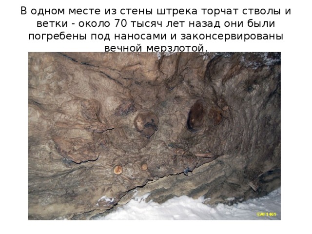 В одном месте из стены штрека торчат стволы и ветки - около 70 тысяч лет назад они были погребены под наносами и законсервированы вечной мерзлотой. 