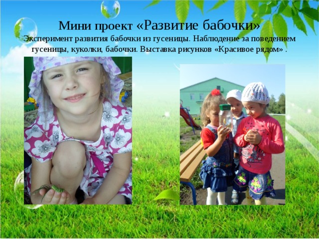 Мини проект «Развитие бабочки»  Эксперимент развития бабочки из гусеницы. Наблюдение за поведением гусеницы, куколки, бабочки. Выставка рисунков «Красивое рядом» .   