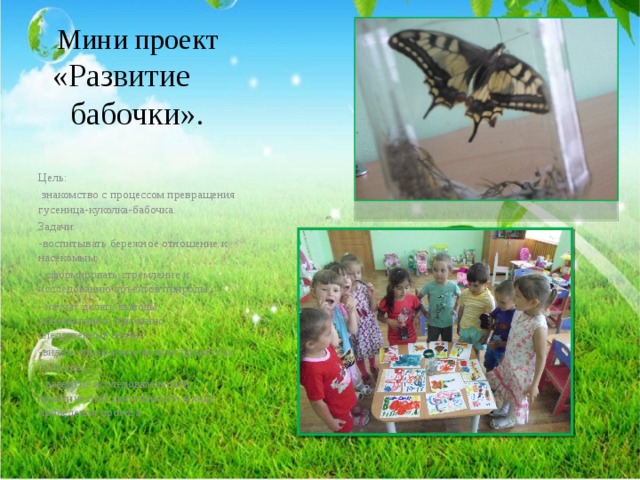 Мини проект «Развитие бабочки». Цель:  знакомство с процессом превращения гусеница-куколка-бабочка. Задачи: -воспитывать бережное отношение к насекомым; - сформировать стремление к исследованию объектов природы; - научат делать выводы, устанавливать причинно-следственные связи; -видеть прекрасное во всех процессах природы; - развитие исследовательской, практической деятельности в ходе проведения проекта. 